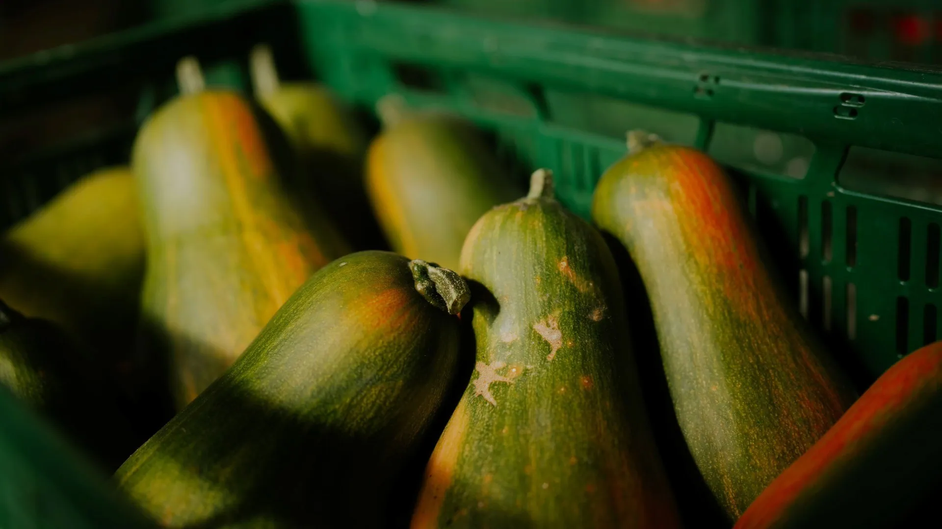 Les bons légumes de chez GROW, image 2